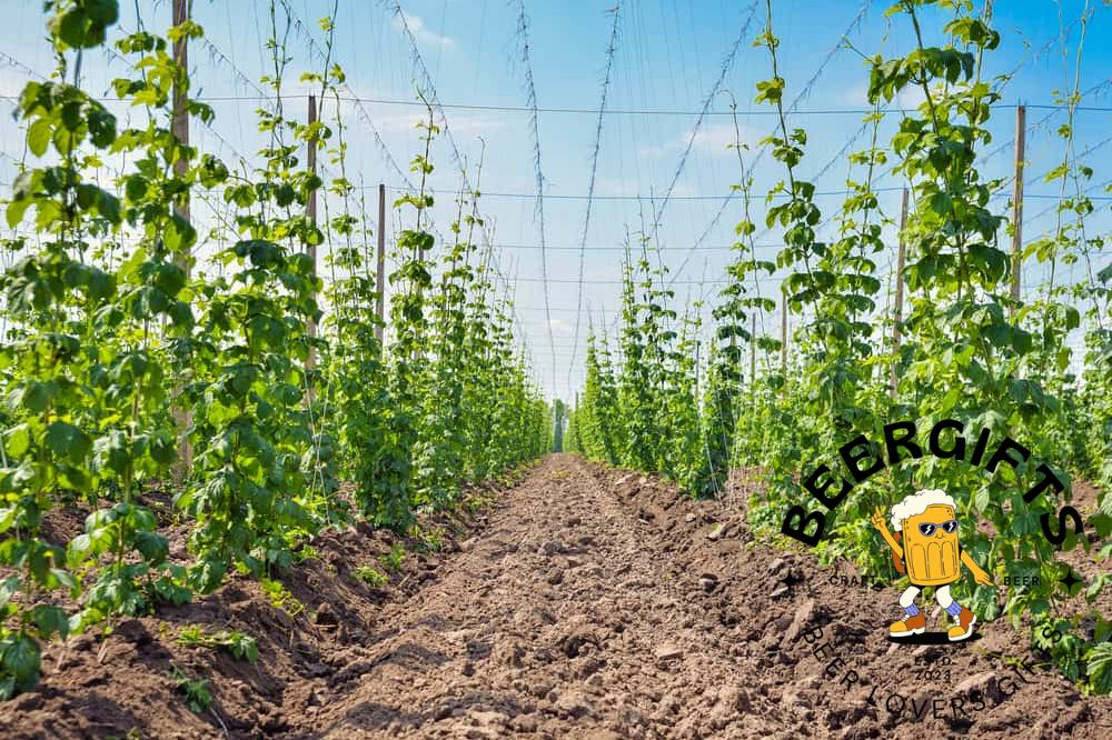 How To Grow Hops? (Tips & Complete Guides)1