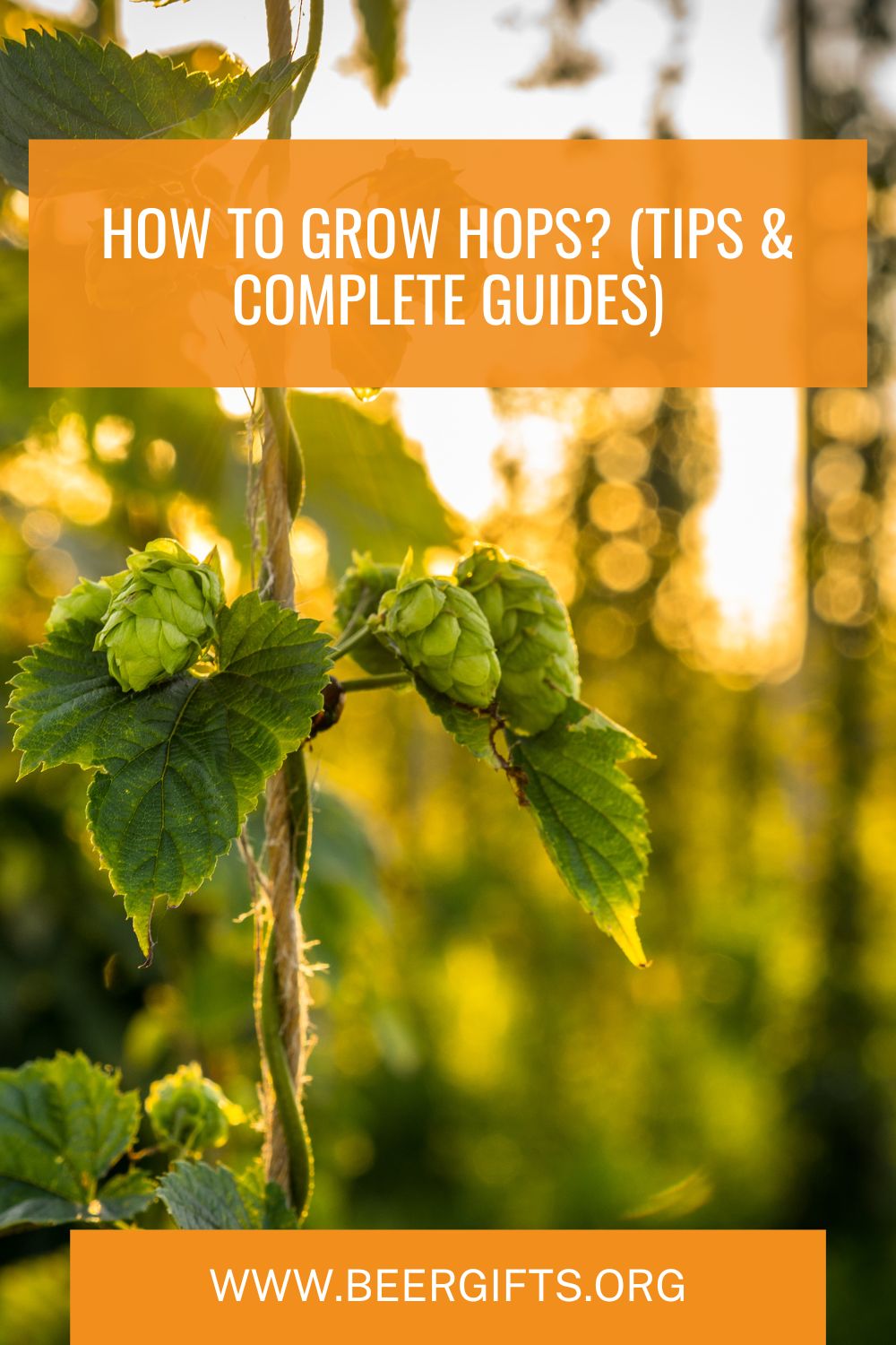How To Grow Hops? (Tips & Complete Guides)2