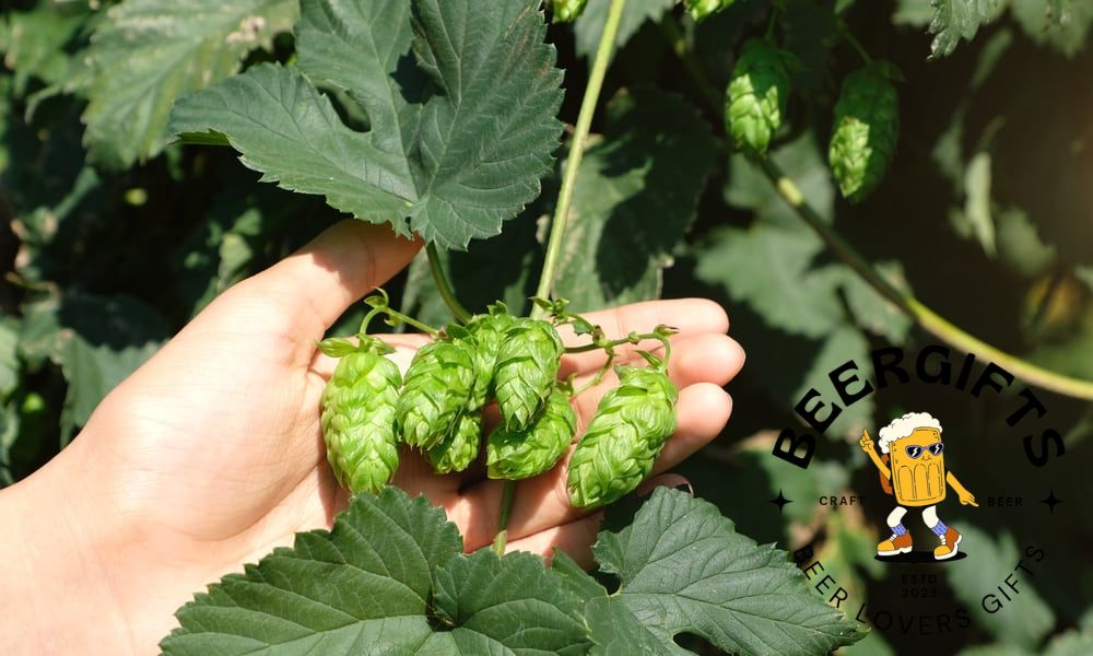 How To Grow Hops? (Tips & Complete Guides)6
