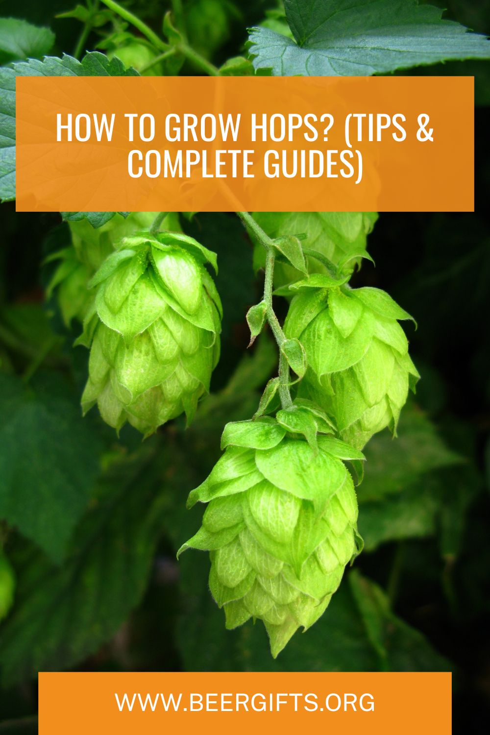 How To Grow Hops? (Tips & Complete Guides)7