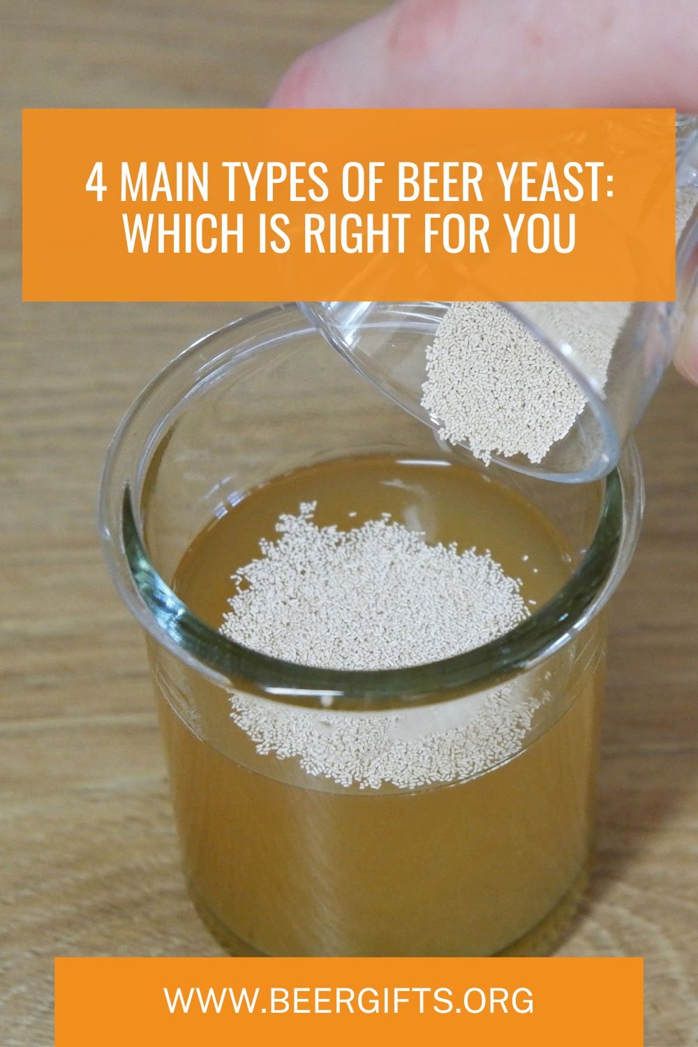 4 Main Types Of Beer Yeast- Which Is Right For You8