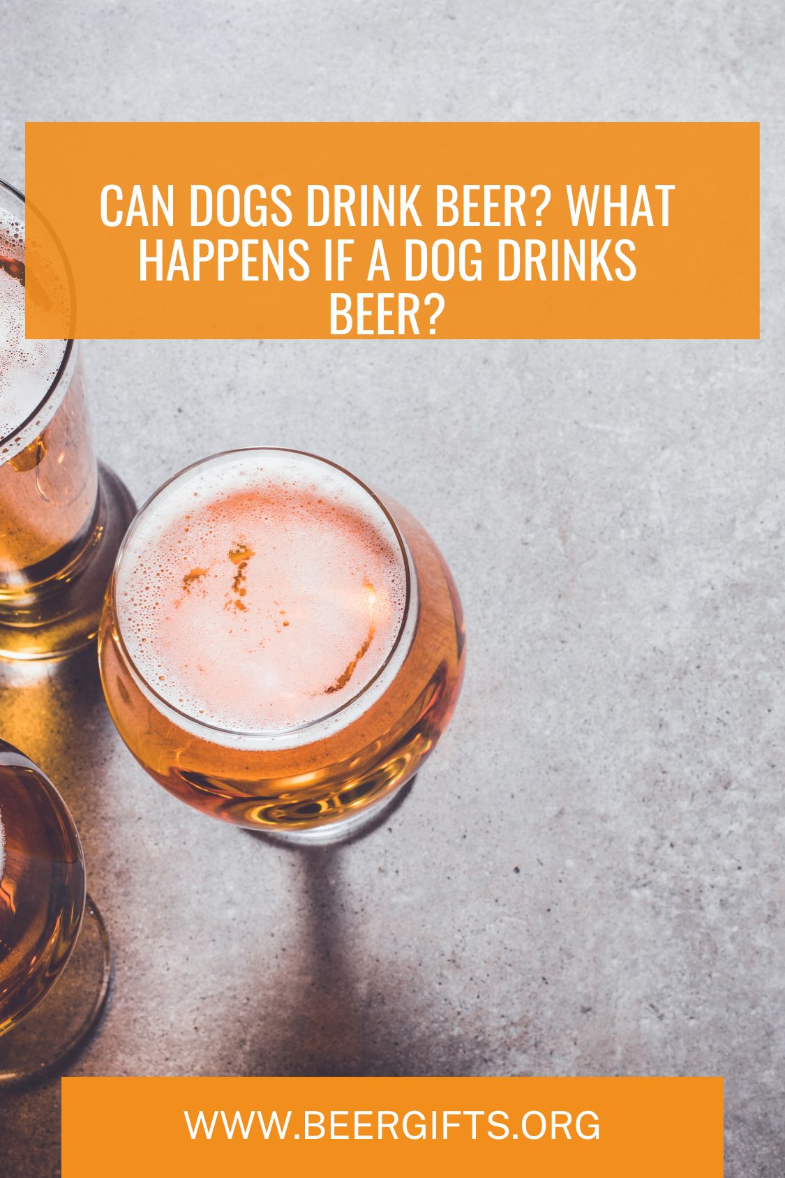 Can Dogs Drink Beer What Happens If a Dog Drinks Beer