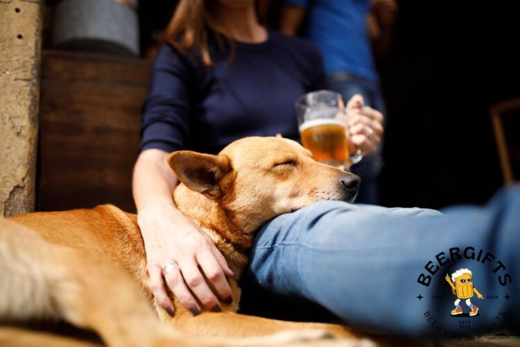 Can Dogs Drink Beer? What Happens If a Dog Drinks Beer?