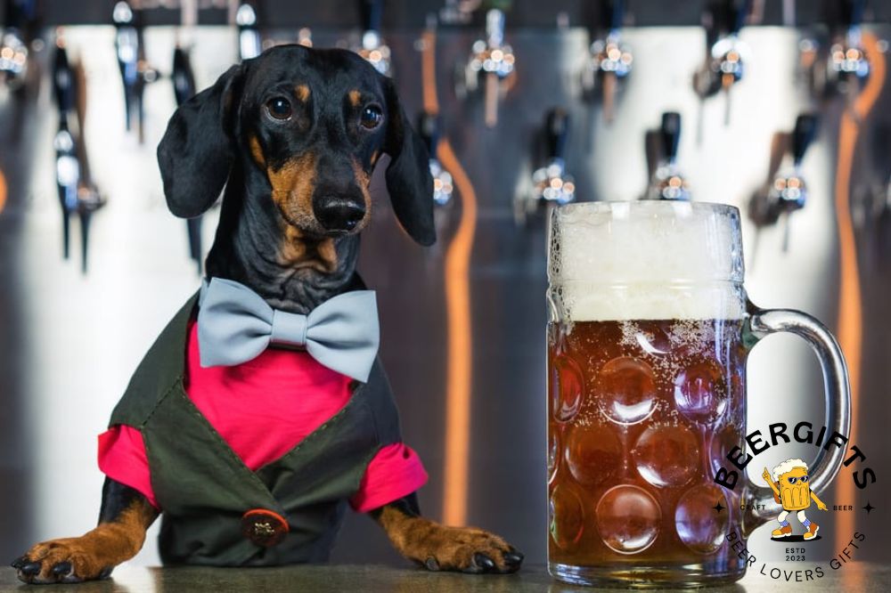 Can Dogs Drink Beer What Happens If a Dog Drinks Beer1