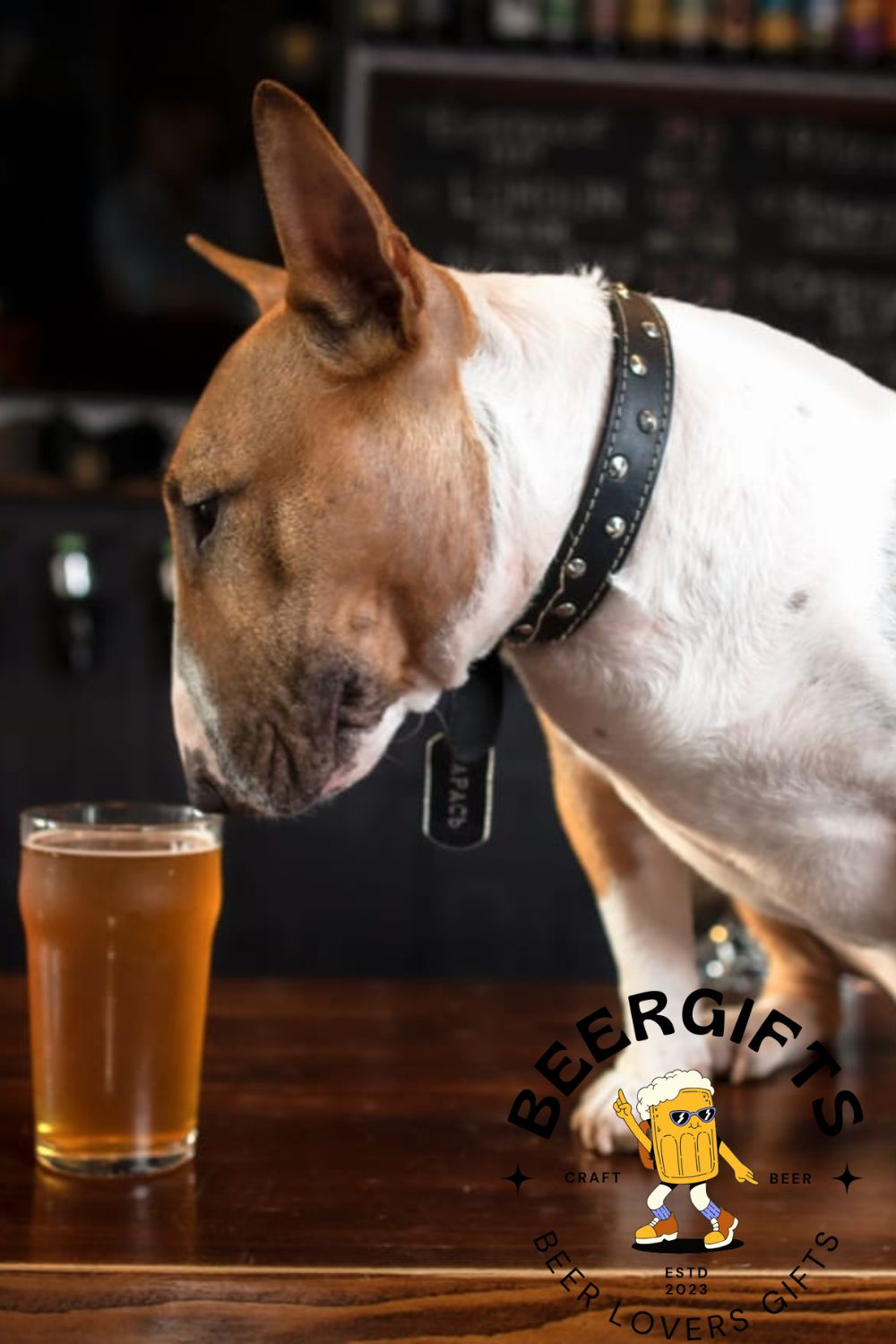 Can Dogs Drink Beer What Happens If a Dog Drinks Beer2