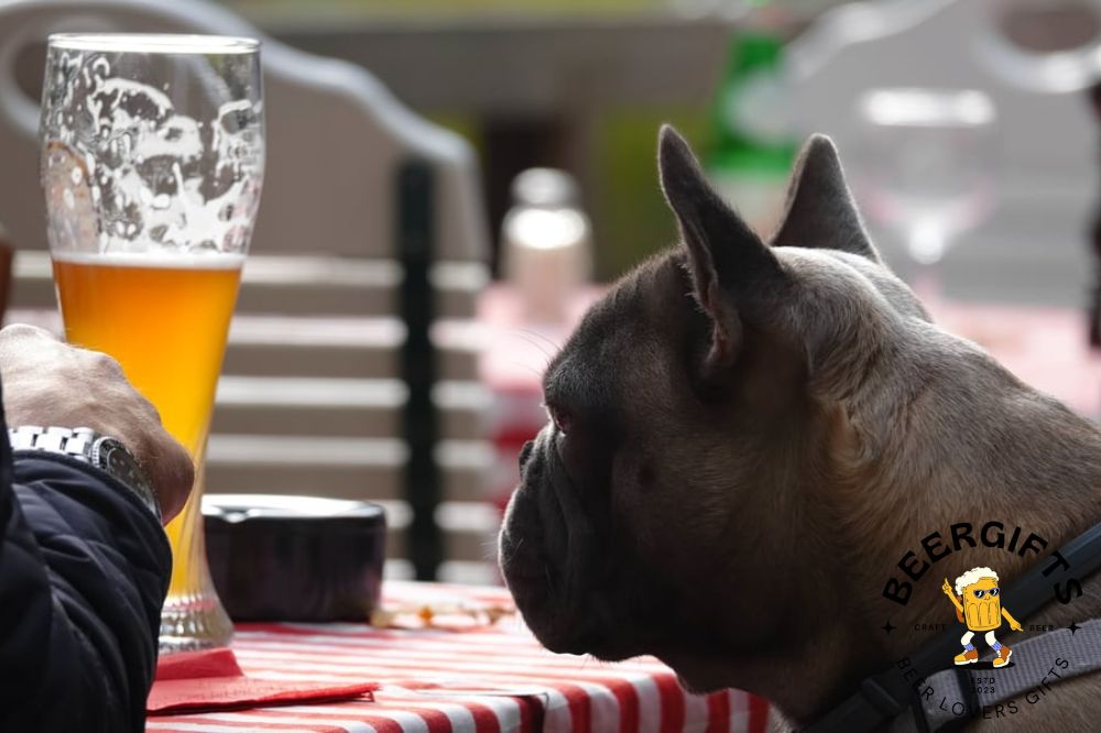 Can Dogs Drink Beer What Happens If a Dog Drinks Beer5