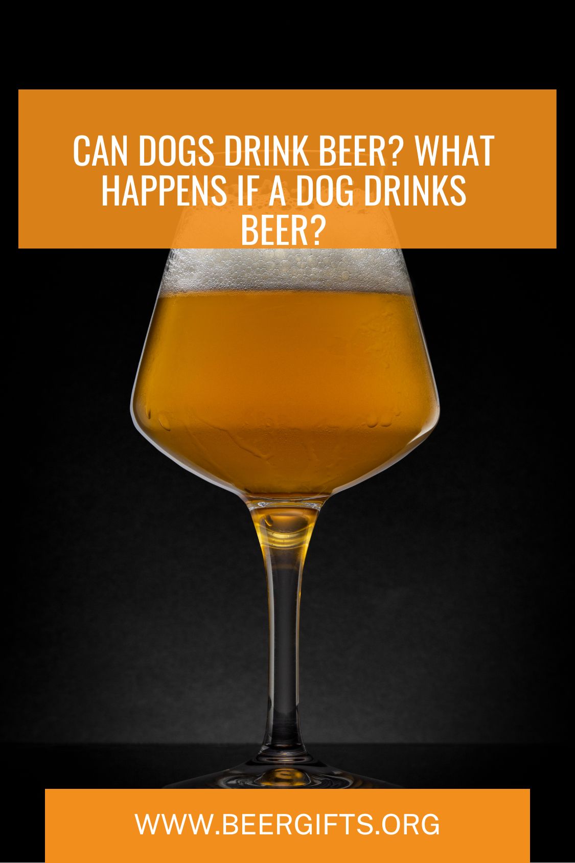 Can Dogs Drink Beer What Happens If a Dog Drinks Beer6