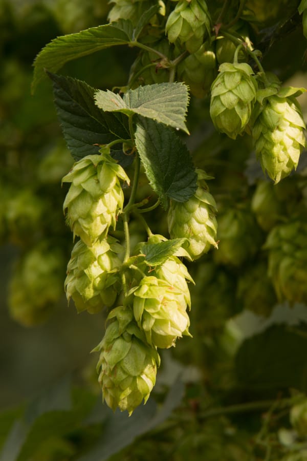 Noble (continental) hops