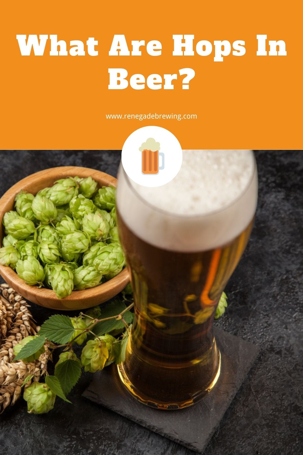 What Are Hops In Beer (Why Add It) 2