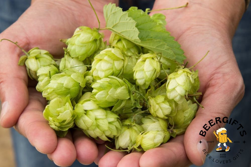 What Are Hops In Beer? (Why Add It?)