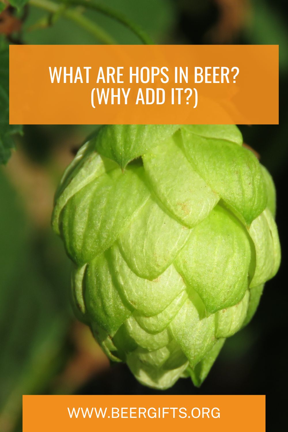 What Are Hops In Beer? (Why Add It?)1