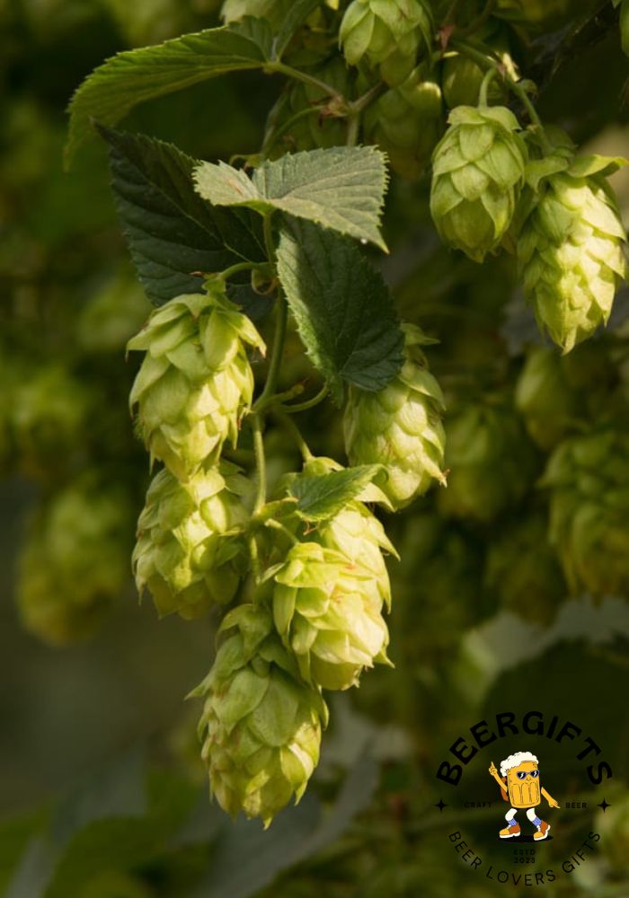 What Are Hops In Beer? (Why Add It?)2
