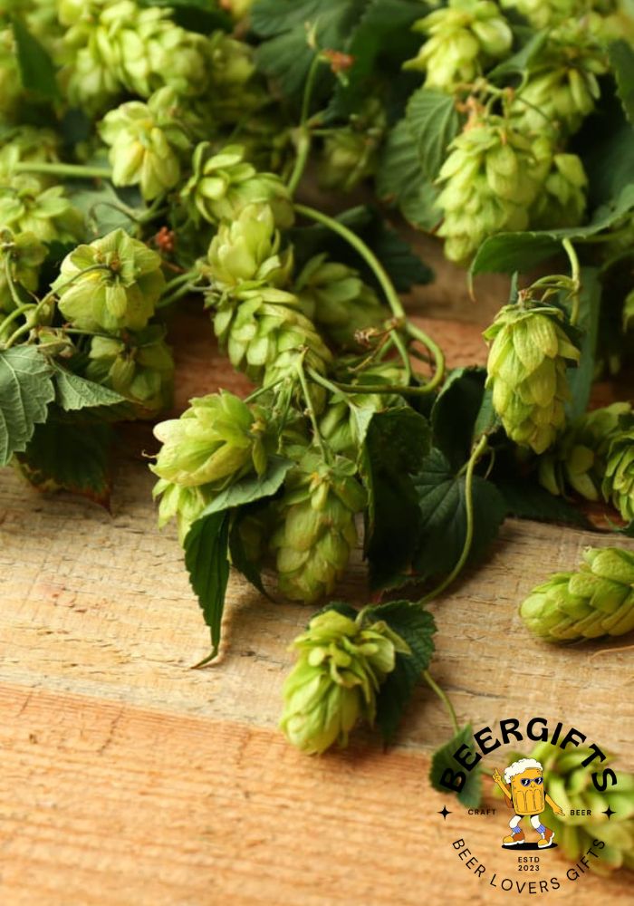What Are Hops In Beer? (Why Add It?)4