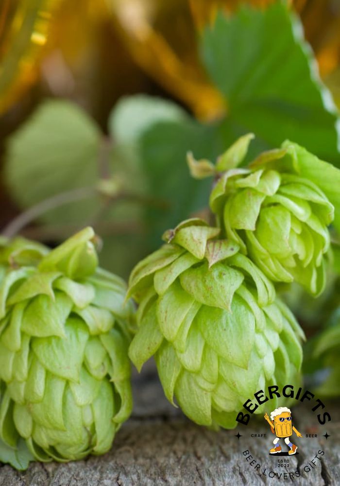 What Are Hops In Beer? (Why Add It?)5