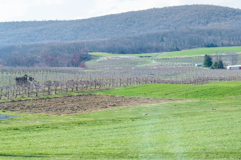 11 Best Wineries In Maryland