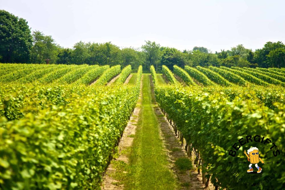 11 Best Wineries In North Fork, NY5