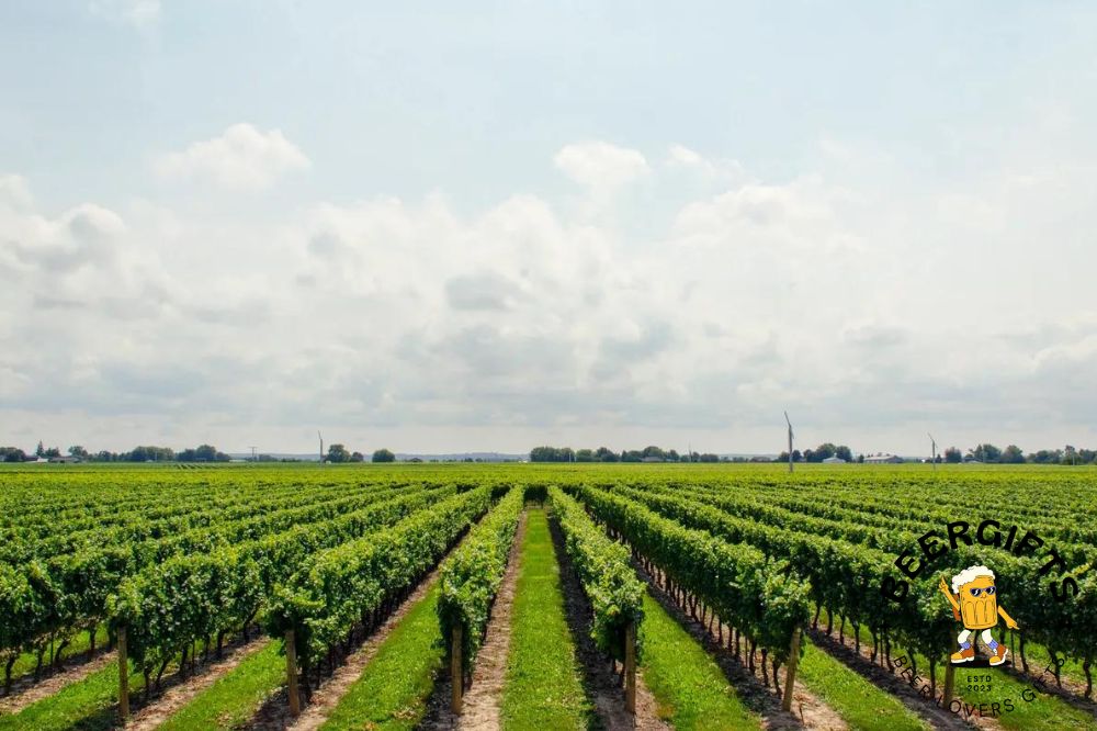 11 Best Wineries in Iowa4