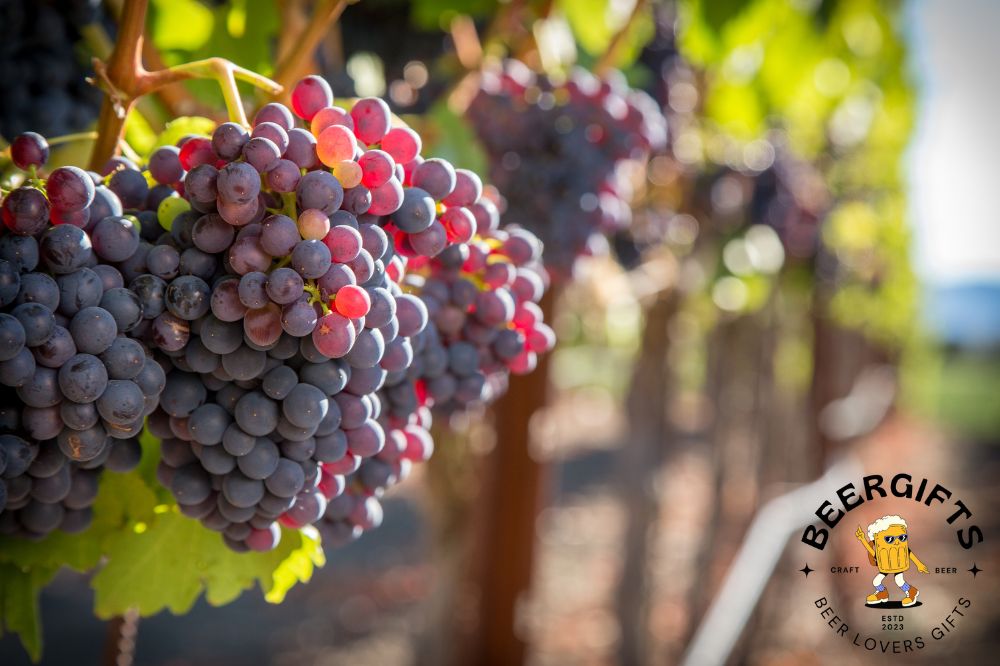 11 Best Wineries in Temecula, CA