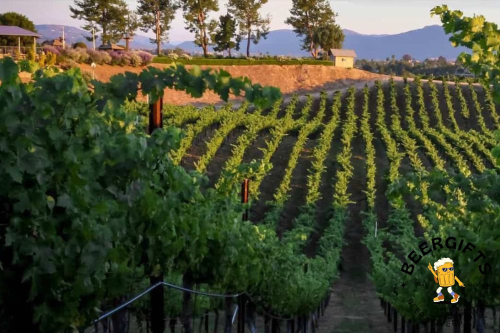 11 Best Wineries in Temecula, CA1