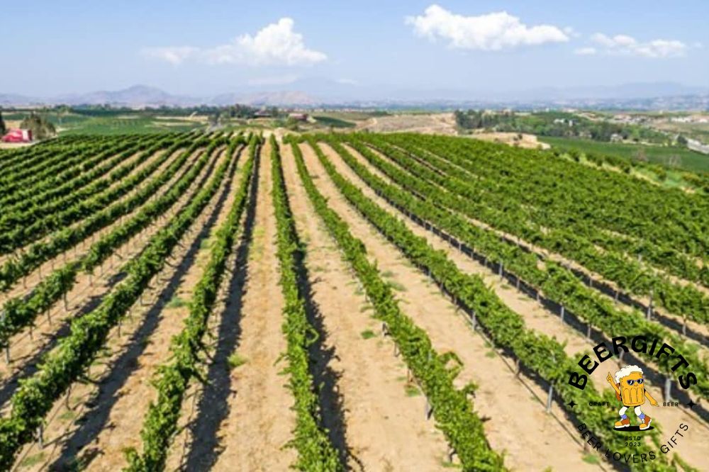 11 Best Wineries in Temecula, CA4