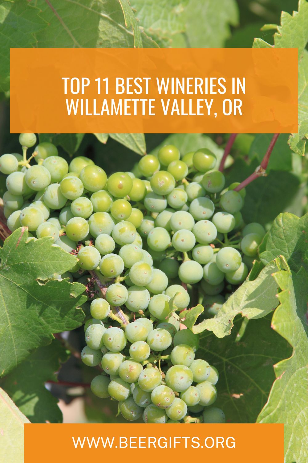 Top 11 Best Wineries In Willamette Valley, OR12