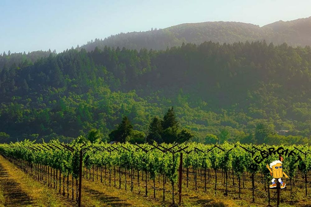 Top 11 Best Wineries In Willamette Valley, OR8