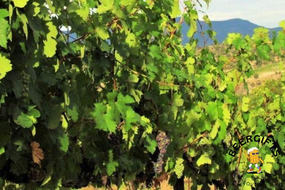 10 Best Wineries In Sedona, AZ to Visit5