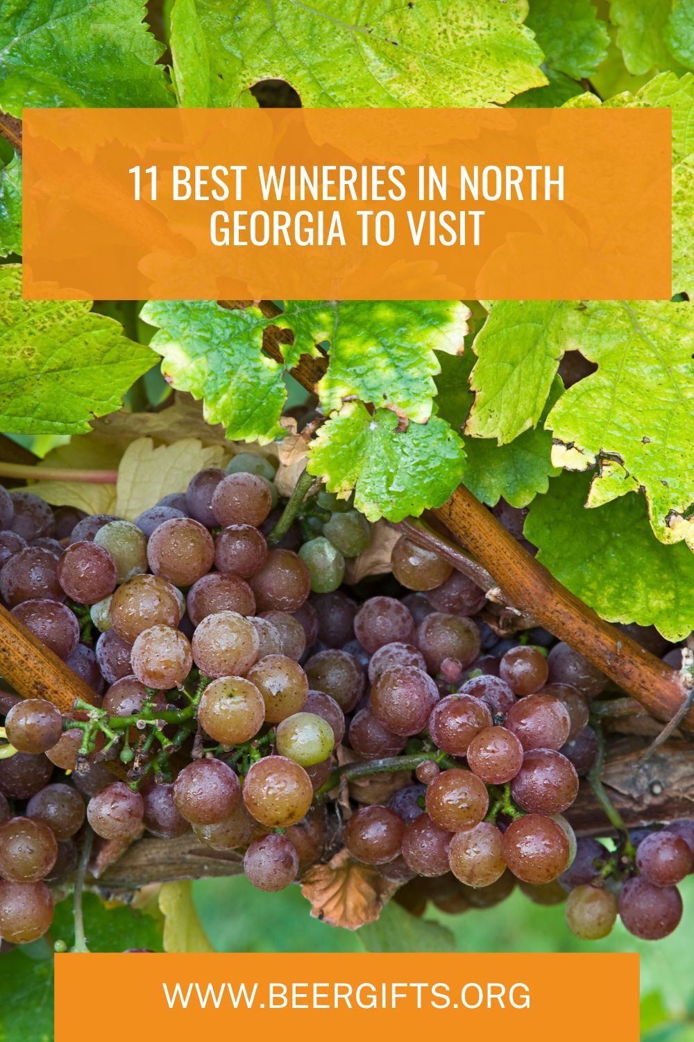 11 Best Wineries in North Georgia to Visit 13