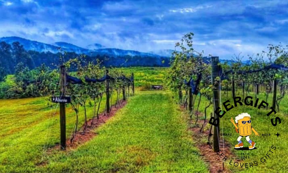 11 Best Wineries in North Georgia to Visit 4