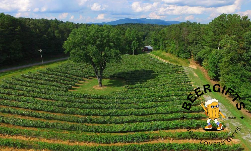 11 Best Wineries in North Georgia to Visit 8