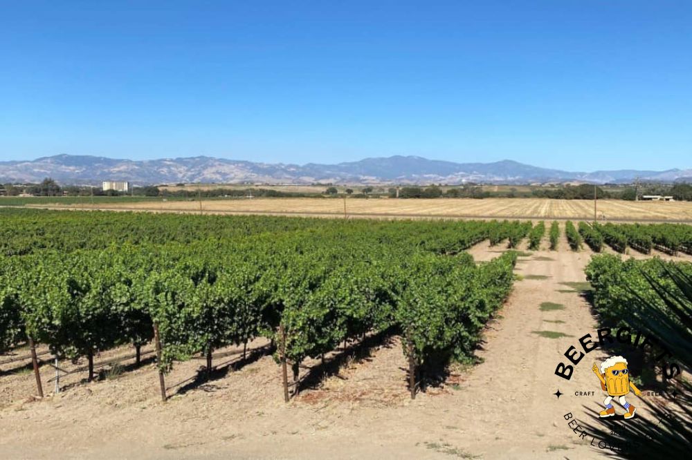 11 Best Wineries in Santa Ynez, CA8