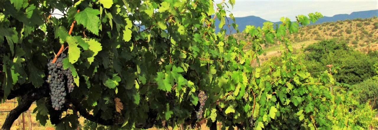 Javelina Leap Vineyard, Winery & Bistro