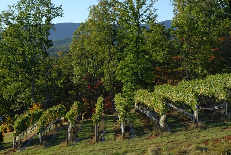 Wolf Mountain Vineyards